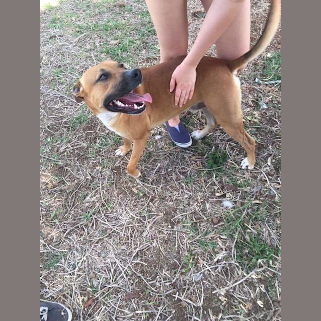 Photo of Austin (At Rspca Big Adopt Day Sept 17 Brisbane)