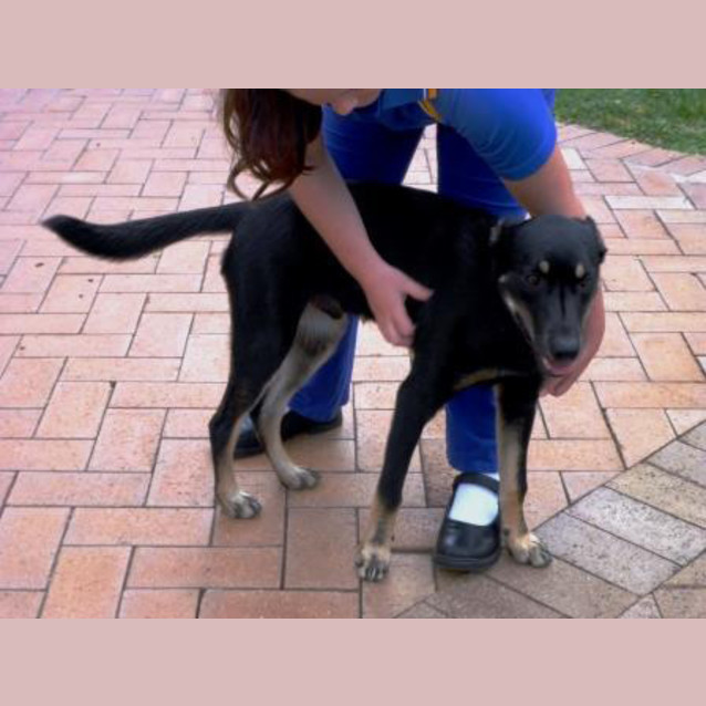Photo of Jake ~ 7mo Kelpie X Boy (On Trial 26/06/16)