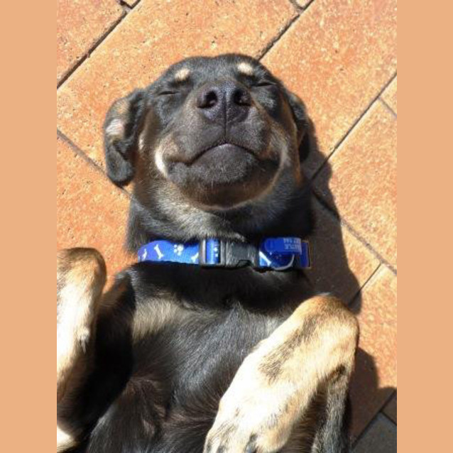 Photo of Jake ~ 7mo Kelpie X Boy (On Trial 26/06/16)