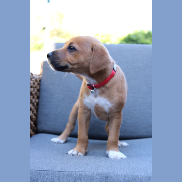 Photo of Rusty