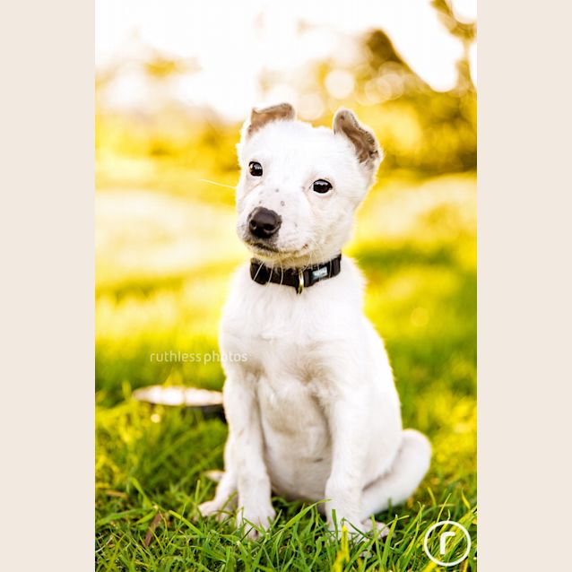 Photo of Kholo