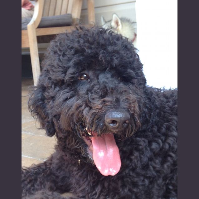Photo of Bodhi (Dog Friendly)