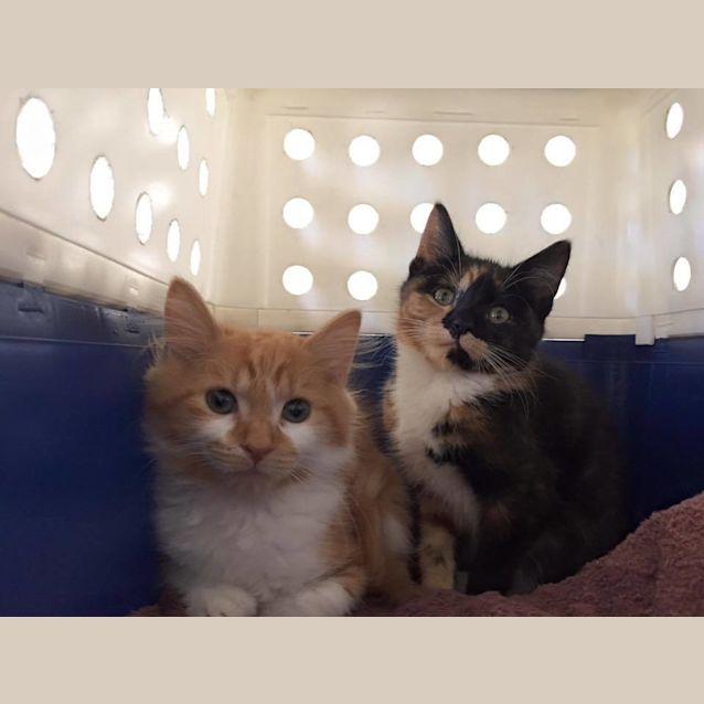 Photo of Trixie (Tortoiseshell)