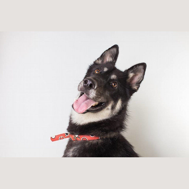 Photo of Claire Bear *Adoption Pending*