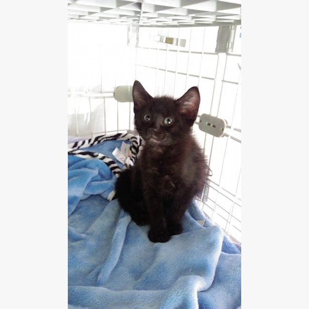 Photo of Zazu