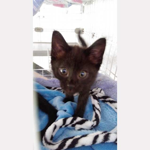 Photo of Zazu