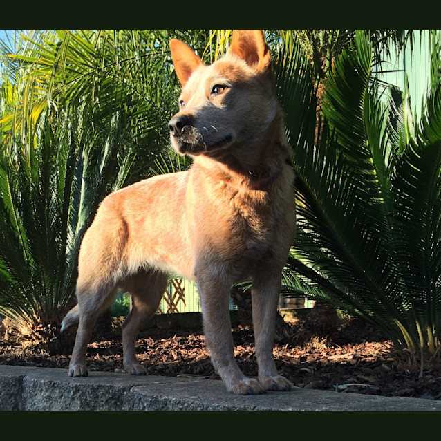 Photo of Diamond **Adopted**