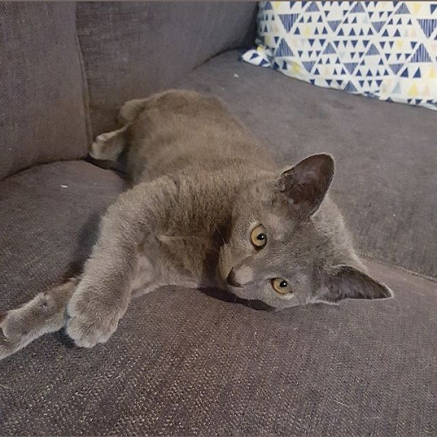 Photo of Smokey