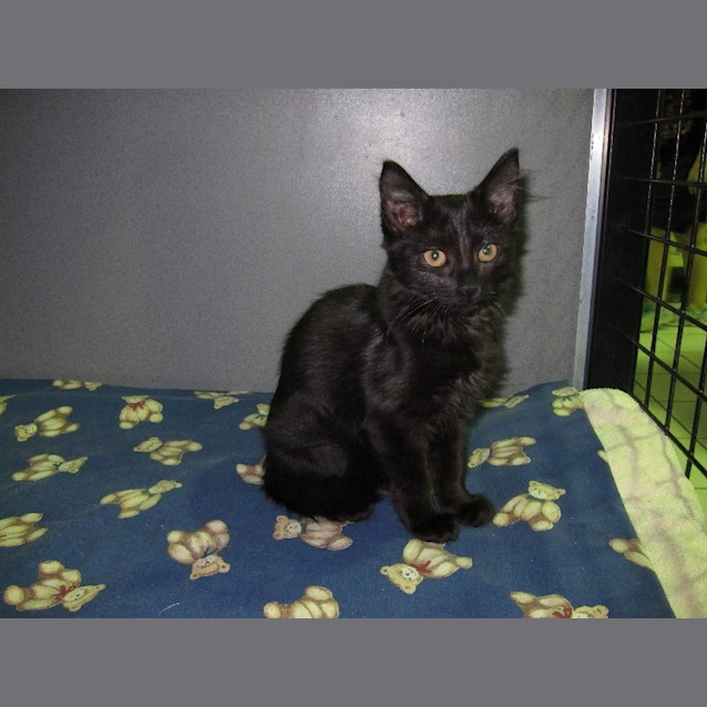 Photo of Trixie (Was Dove)