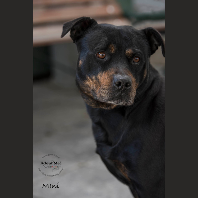 Photo of Mini Id32786