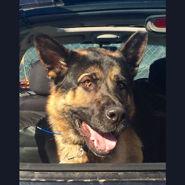 Photo of Lucky