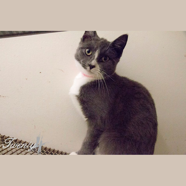 Photo of Caper (2089)