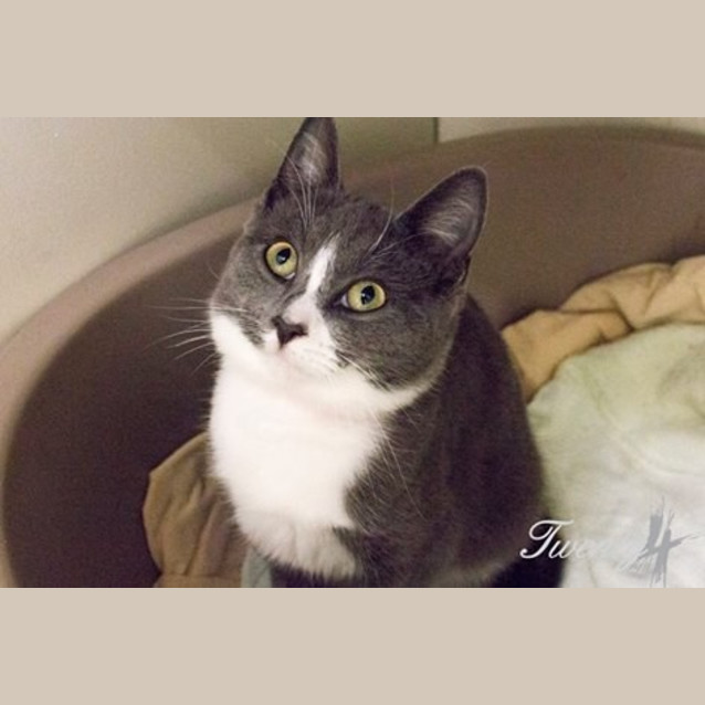 Photo of Caper (2089)