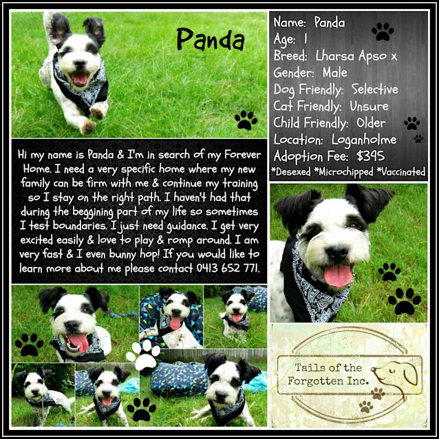Photo of Panda 💜