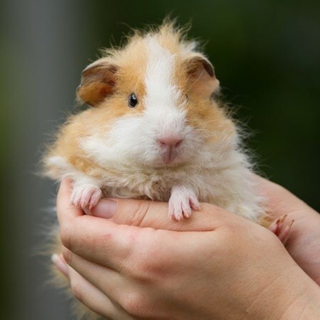 Photo of Big Ted