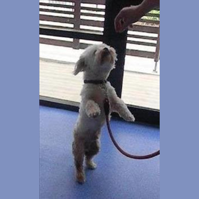 Photo of Benny  *Adoption Pending*