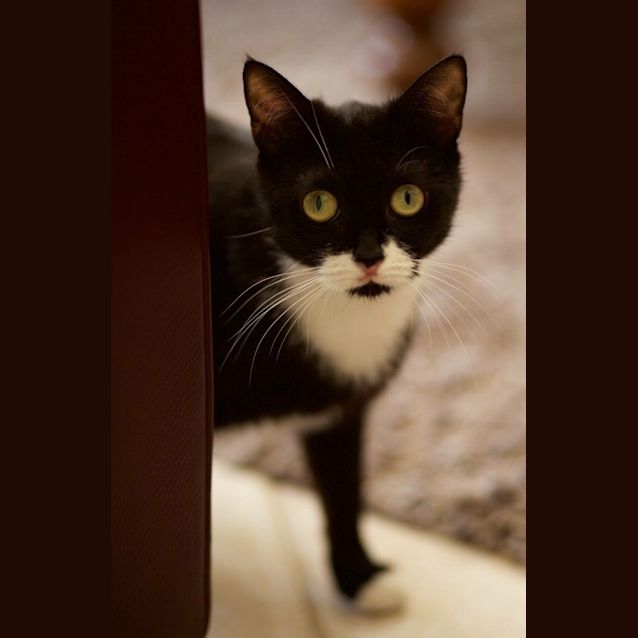 Photo of Nala