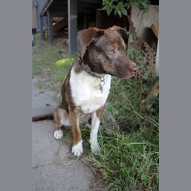 Photo of Bonzo