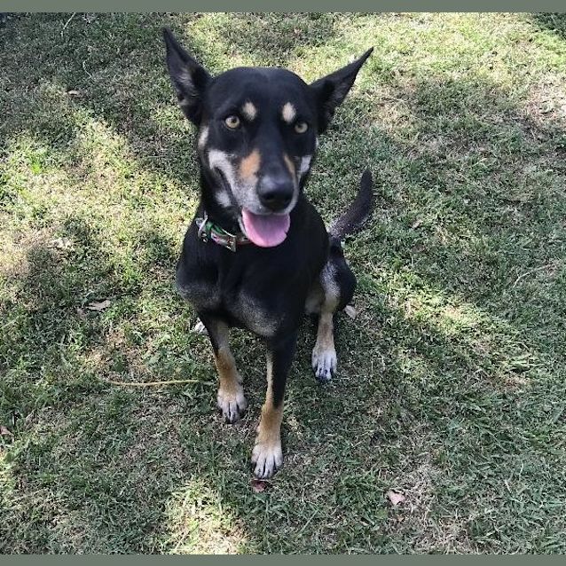 Photo of Shadow