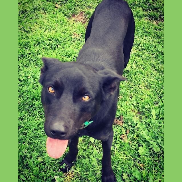 Photo of Jack **Adopted**