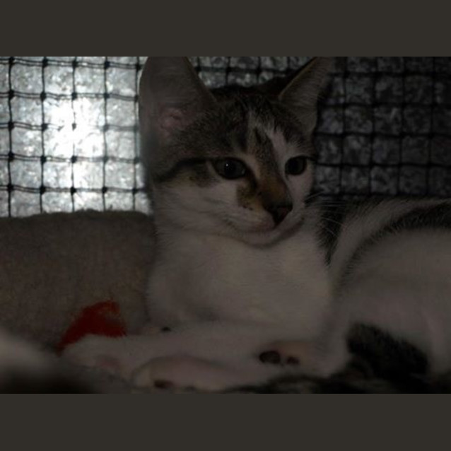 Photo of Ziggy Kitten