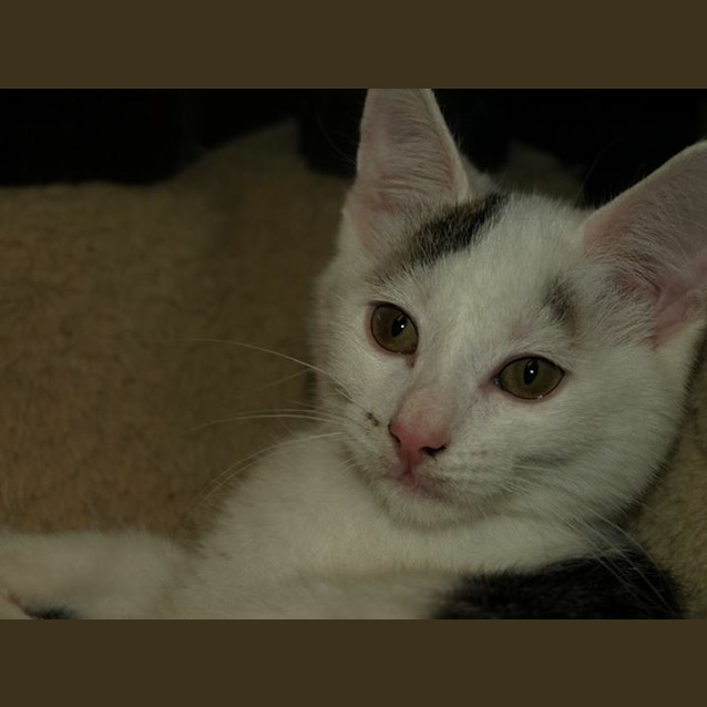 Photo of River Kitten