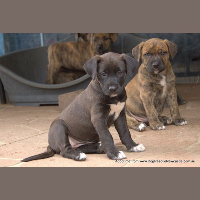 Photo of Maeve ~ Mastiff X Labrador Puppy(on Trial 16/4/16)