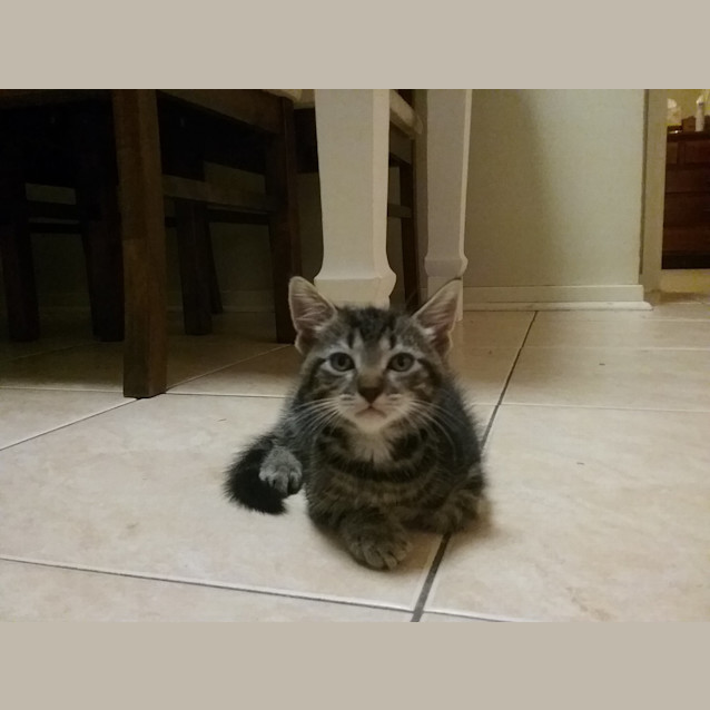 Photo of Bruno ** I'm Just $25! **