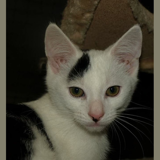 Photo of Charley C Kitten