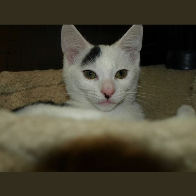 Photo of Charley C Kitten