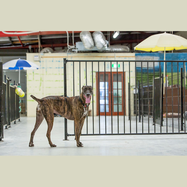 Photo of Dizzy Dl1369