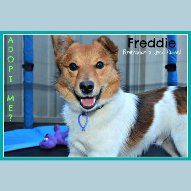 Photo of Freddie ~ Pomeranian X Jack Russell  (20/09/16)