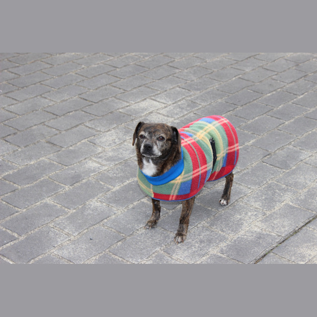 Photo of Pugsly 