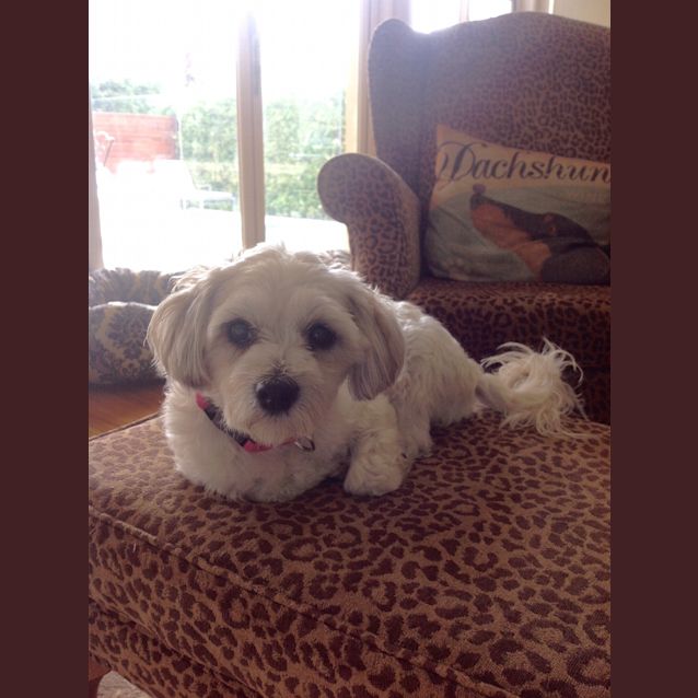 Photo of Poppy A Little Sweetheart