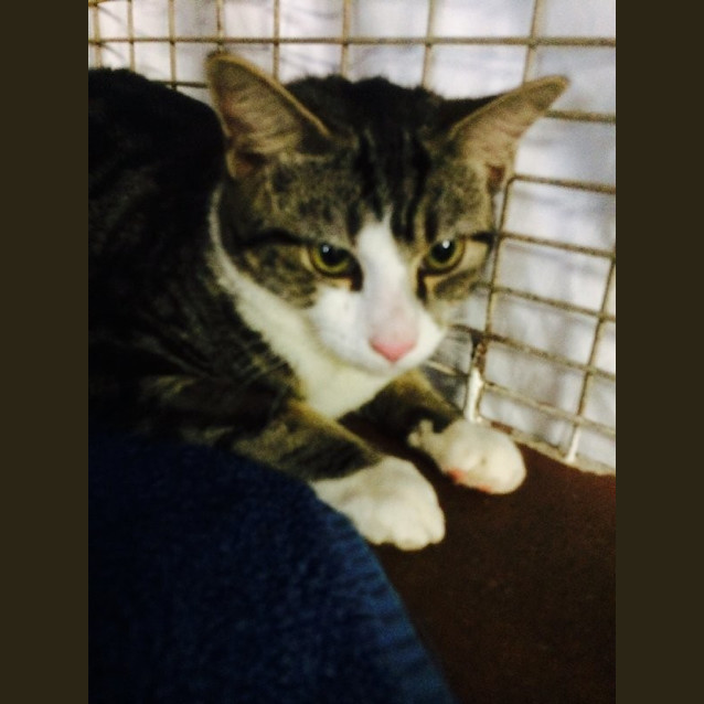 Photo of Starsky