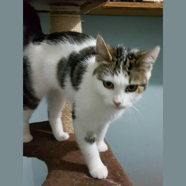 Photo of Sarsha