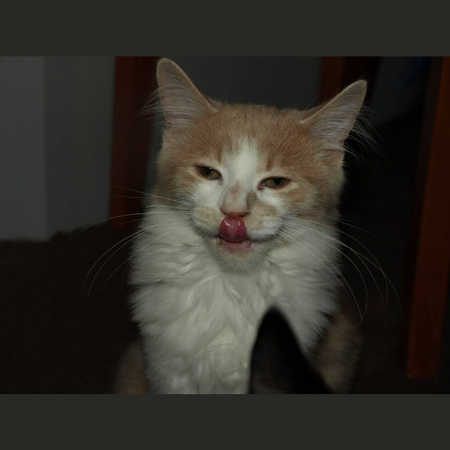 Photo of Lincoln Kitten