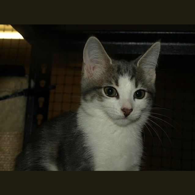 Photo of Willow Kitten