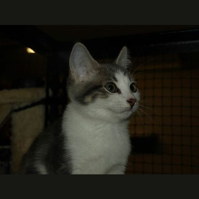 Photo of Willow Kitten