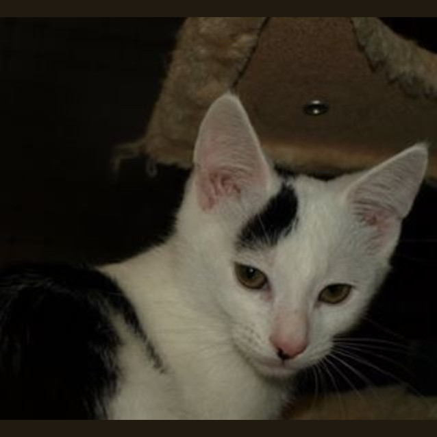 Photo of Charley C Kitten