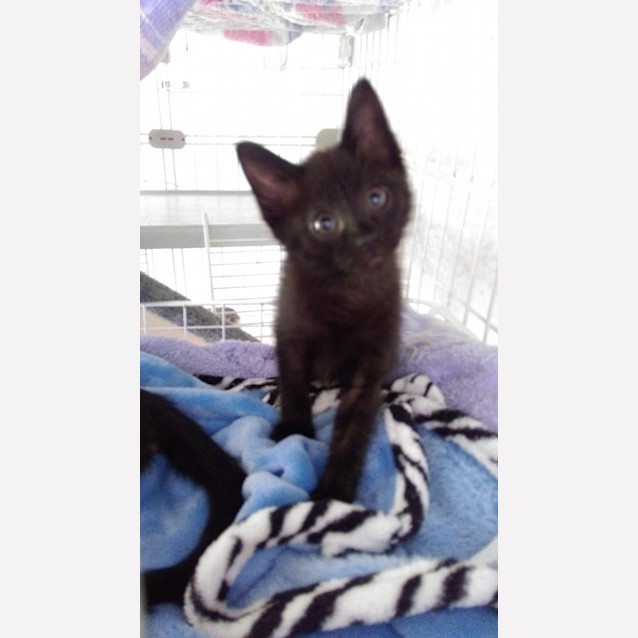 Photo of Zazu