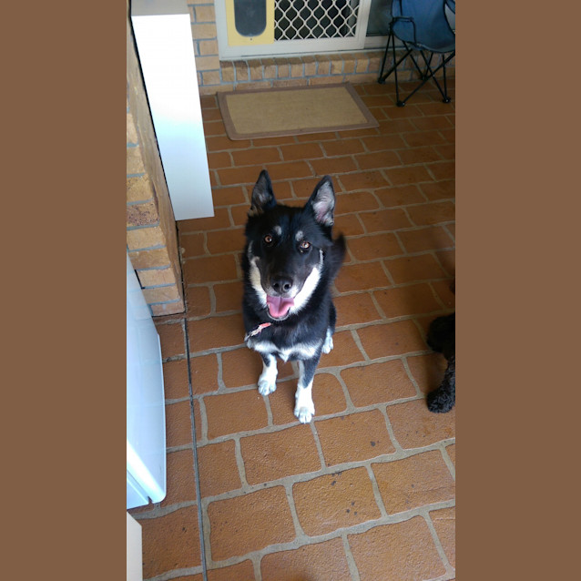 Photo of Claire Bear *Adoption Pending*