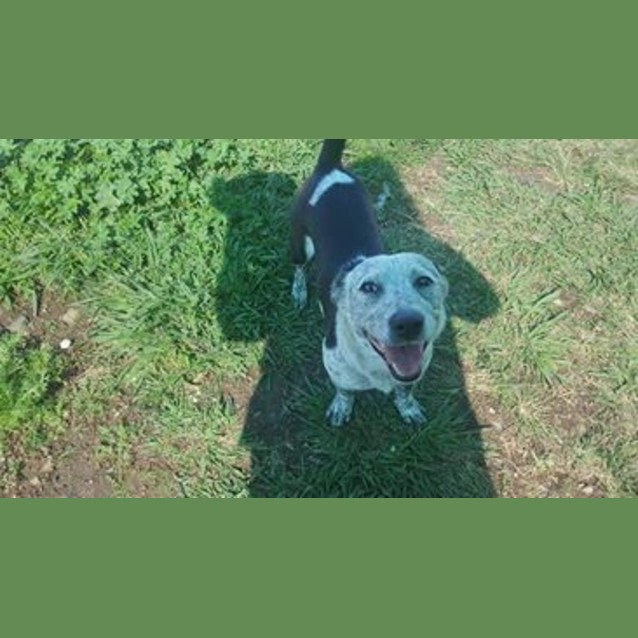 Photo of Nina (At Rspca Big Adopt Day Sept 17 Brisbane)