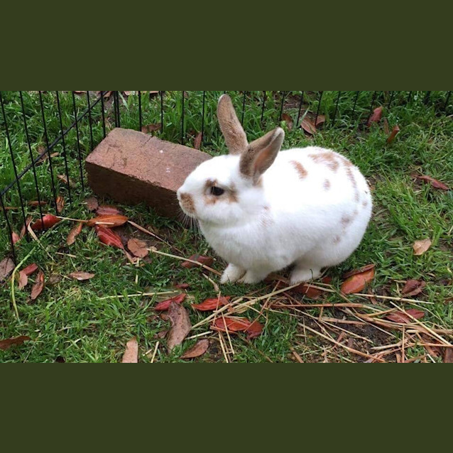 Photo of Willow & Tinkerbell *•Adopt Us•*
