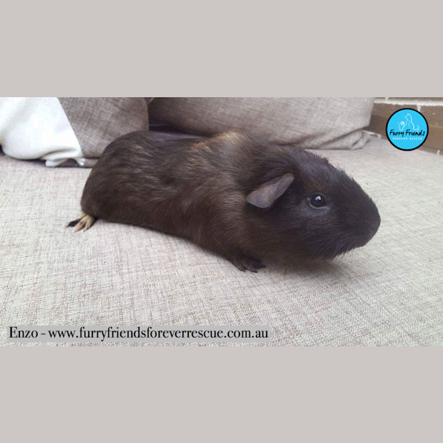 Photo of Enzo *•🐹I'm Looking For My Furever Family🐹•*