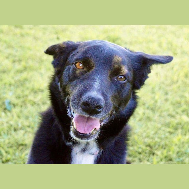 Photo of Ringer **Adopted**