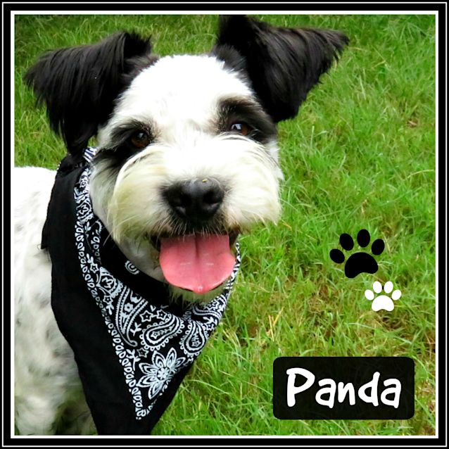 Photo of Panda 💜