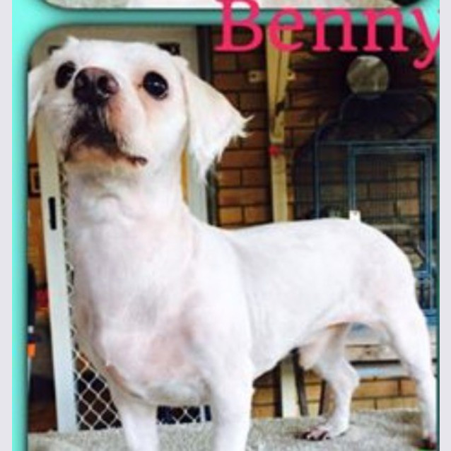Photo of Benny  *Adoption Pending*