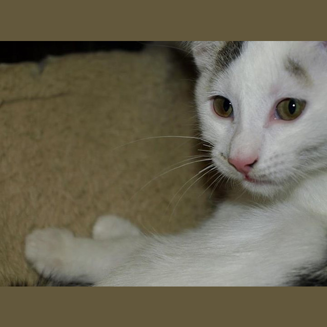 Photo of River Kitten