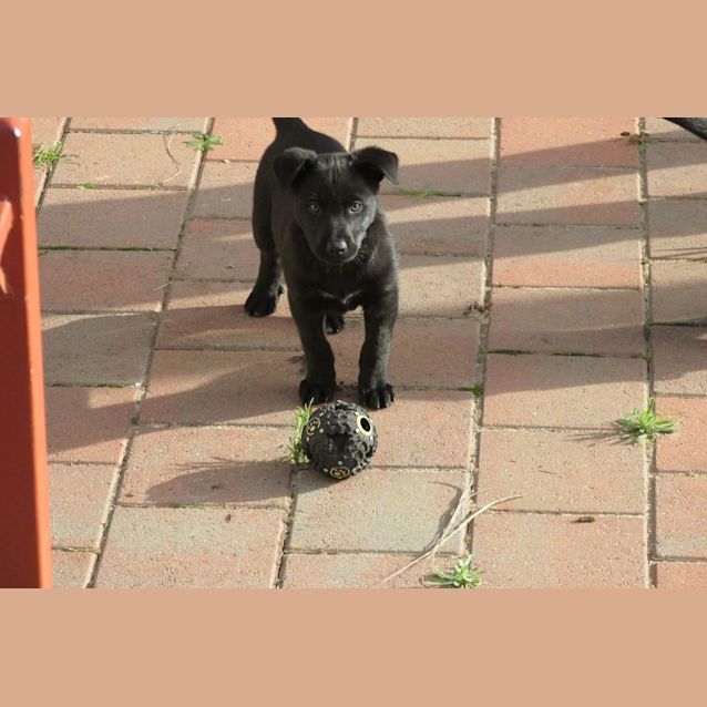 Photo of Ollie
